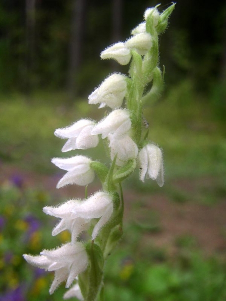 Изображение особи Goodyera repens.