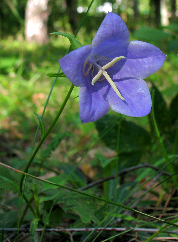 Image of Campanula persicifolia specimen.