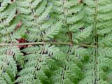 Dryopteris assimilis