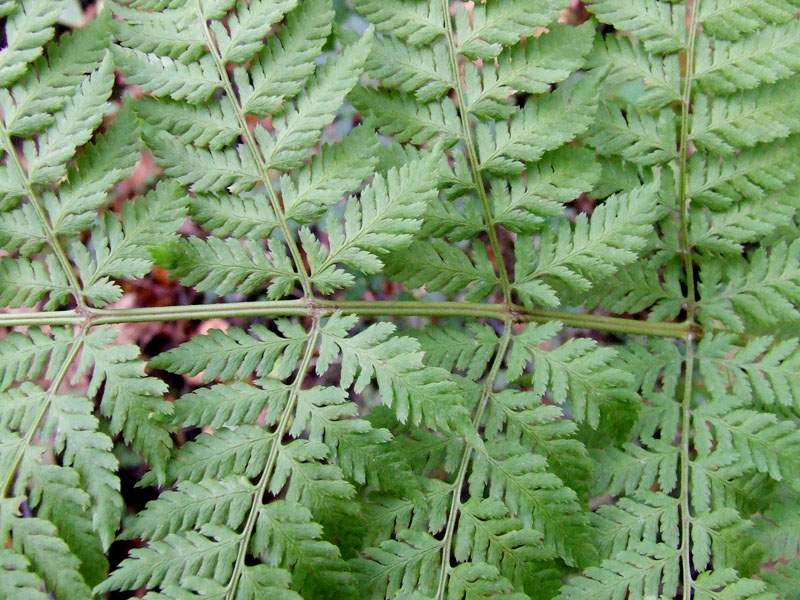 Image of Dryopteris assimilis specimen.