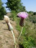 Cirsium incanum