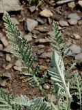 Tanacetum santolina