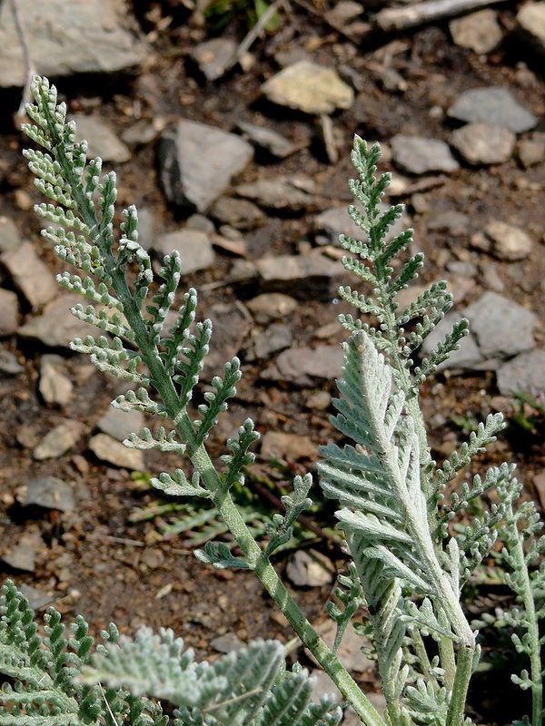 Image of Tanacetum santolina specimen.