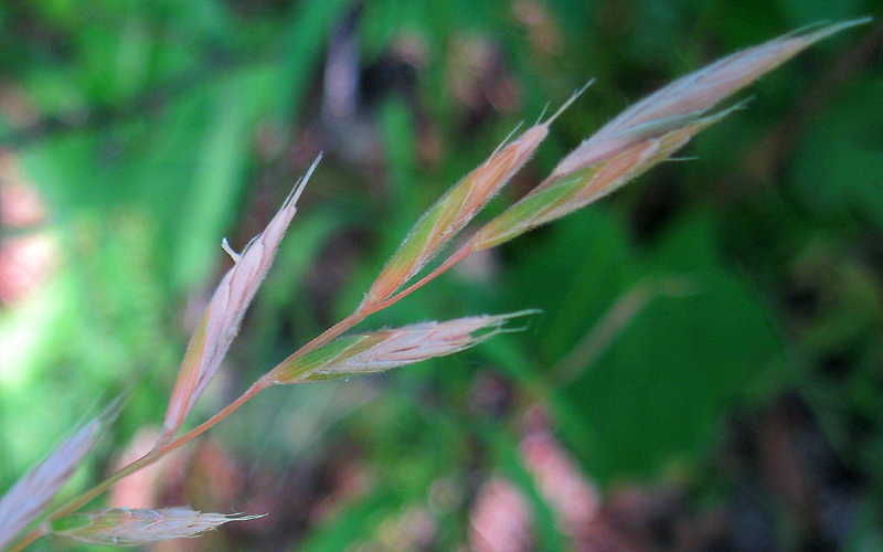 Изображение особи Brachypodium pinnatum.
