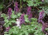 Corydalis cava. Цветущие растения (высота - 30-35 см) у родника в верховьях степной балки. Днепропетровская обл., начало апреля.