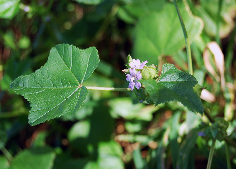 Изображение особи Malva verticillata var. neuroloma.