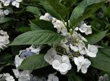 Hydrangea macrophylla подвид serrata. Побег с соцветием. Германия, г. Мюнстер, уличное озеленение. Июль 2014 г.