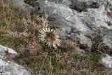 Carlina acaulis подвид caulescens. Плодоносящее растение в используемой под выпас каменистой горной степи. Черногория, нац. парк Дурмитор, к северу от г. Жабляк. 15.10.2014.