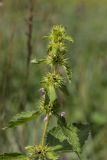 Galeopsis tetrahit