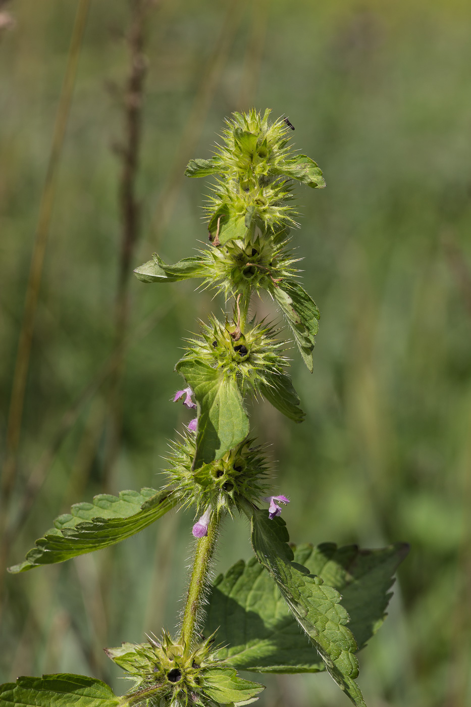 Image of Galeopsis tetrahit specimen.