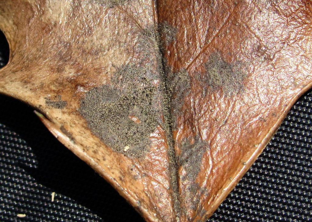 Image of Ilex colchica specimen.