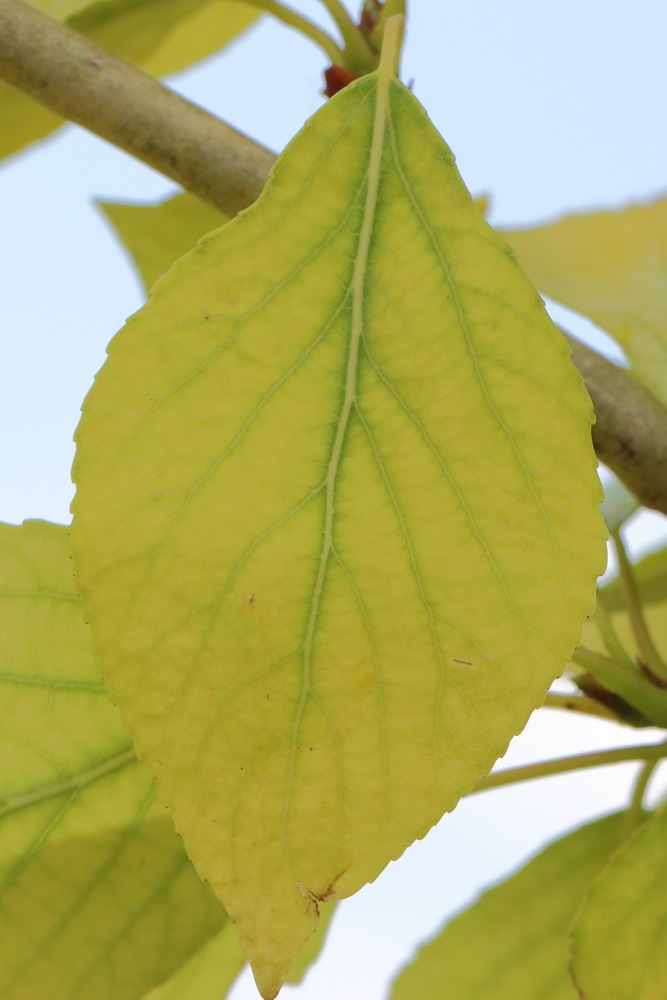 Image of genus Populus specimen.