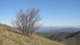 Carpinus orientalis. Одинокое зацветающее дерево на вершине горы. Краснодарский край, м/о г. Геленджик, окр. пос. Возрождение, гора Михайловка. 25.04.2015.