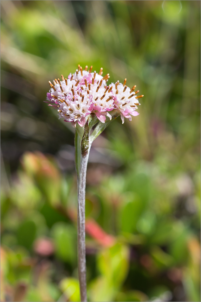 Изображение особи Antennaria dioica.