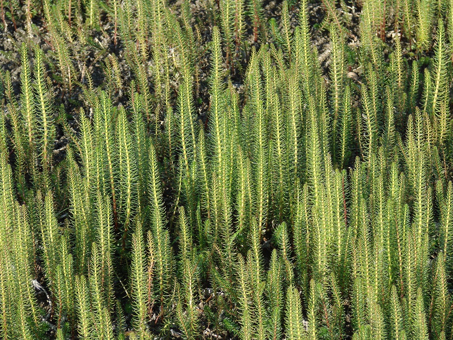 Image of Hippuris vulgaris specimen.