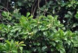 Manilkara littoralis. Верхушка ветви с плодами. Андаманские острова, остров Смит, прибрежный лес. 09.01.2015.