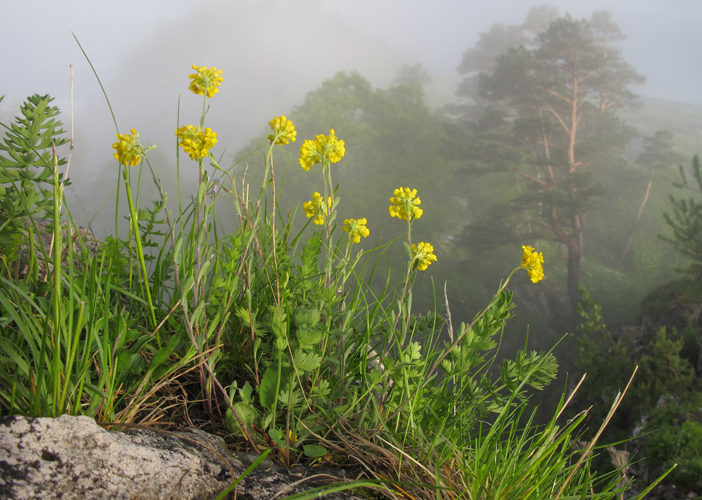 Image of Alyssum trichostachyum specimen.