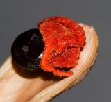 Vigna luteola