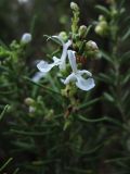 Rosmarinus officinalis. Верхушка цветущего побега. Испания, Каталония, провинция Girona, Costa Brava, Sant Feliu de Guíxols, в подлеске жестколистного средиземноморского леса. 23 октября 2008 г.