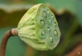 Nelumbo nucifera