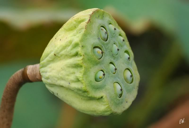 Image of Nelumbo nucifera specimen.