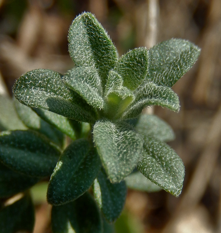 Изображение особи Odontarrhena muralis.