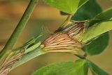 Trifolium pratense