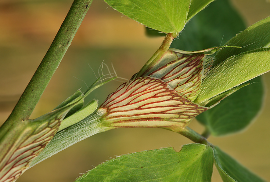 Image of Trifolium pratense specimen.
