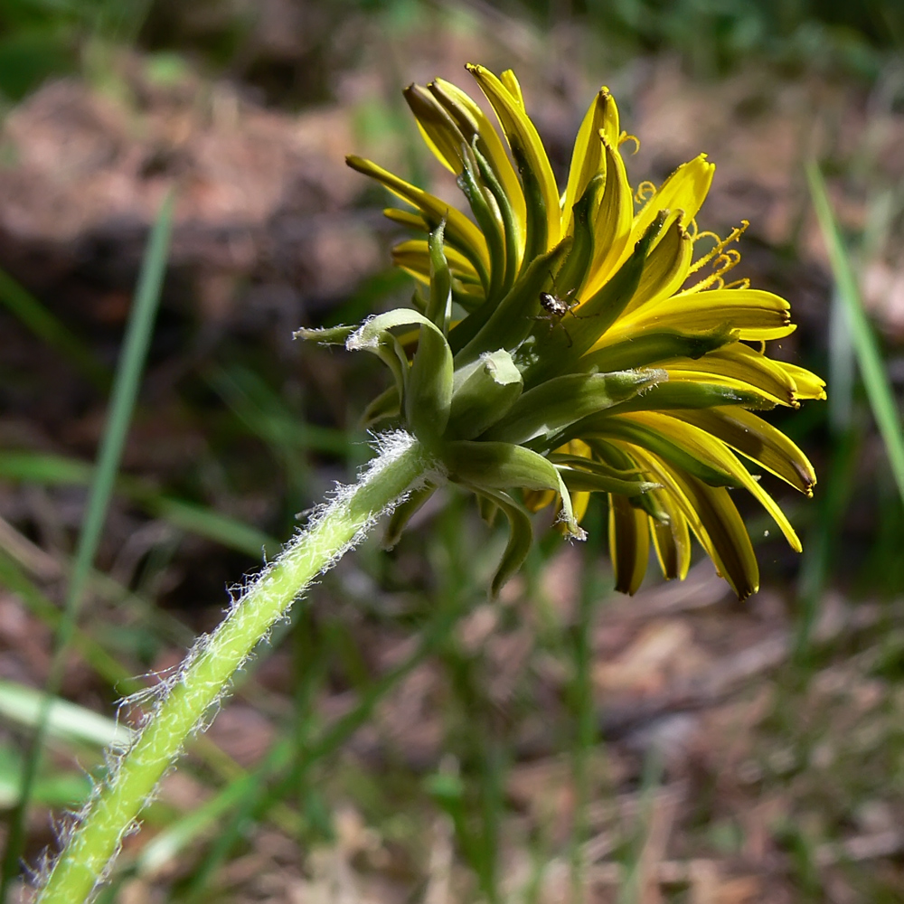 Изображение особи Taraxacum marklundii.