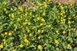 Calendula arvensis