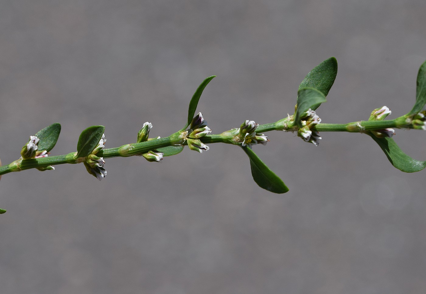 Image of Polygonum aviculare specimen.