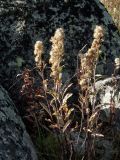 Solidago virgaurea ssp. lapponica