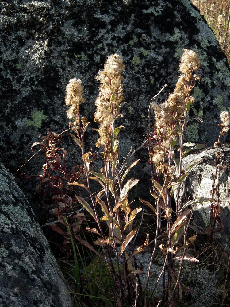 Изображение особи Solidago virgaurea ssp. lapponica.