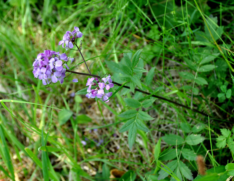 Image of Cardamine macrophylla specimen.