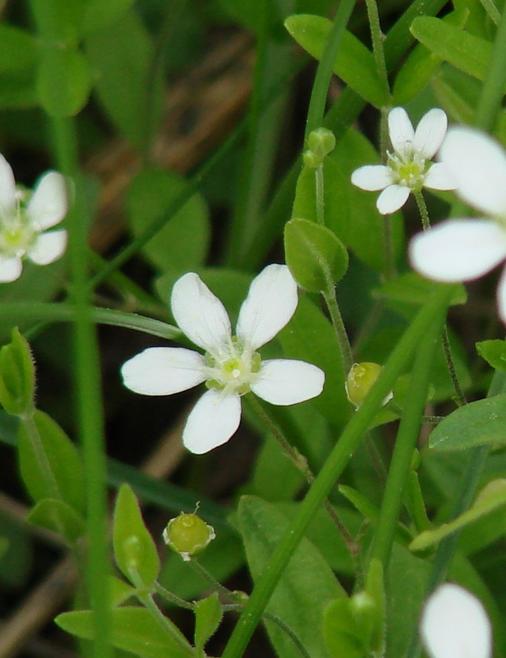 Image of Moehringia lateriflora specimen.