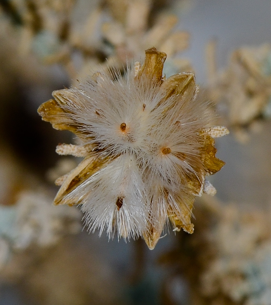 Image of Reaumuria hirtella specimen.