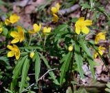 Anemone ranunculoides. Цветущие растения. Украина, Киев, заказник \"Лесники\", широколиственный лес. 8 апреля 2007 г.