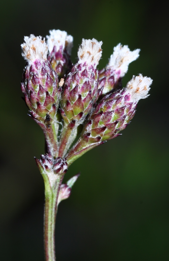 Image of Saussurea ussuriensis specimen.