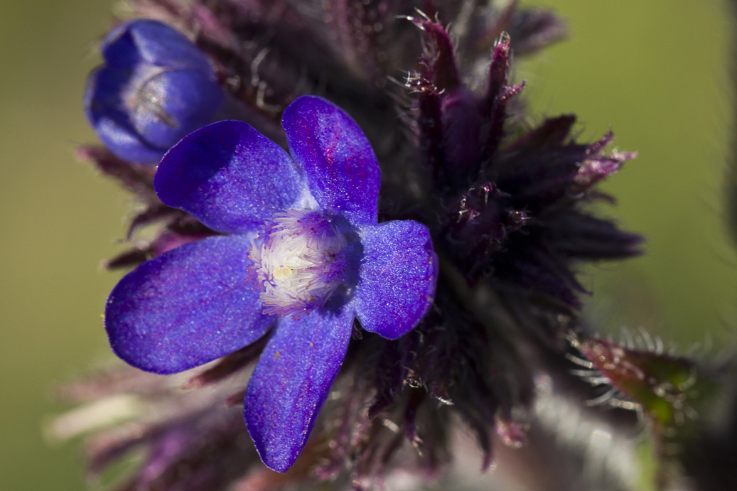 Изображение особи Anchusa azurea.