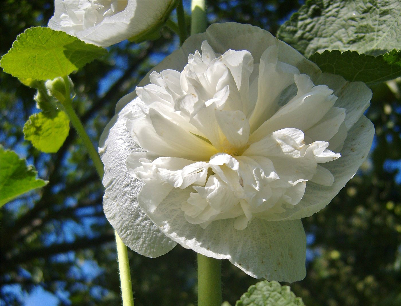 Image of Alcea rosea specimen.