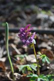 Corydalis solida