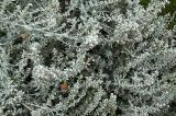 Artemisia ludoviciana. Верхушки цветущих растений. Новосибирск, в культуре (цветник). 25.09.2009.