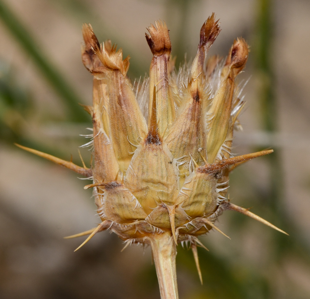 Изображение особи Centaurea eryngioides.