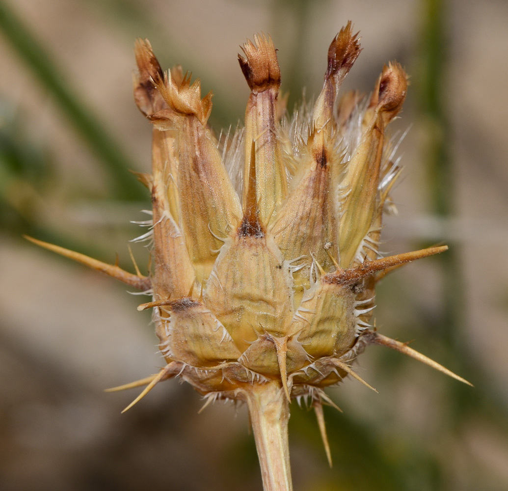 Image of Centaurea eryngioides specimen.