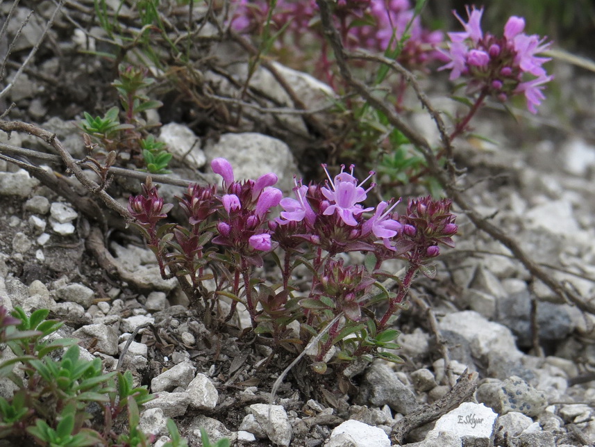 Изображение особи Thymus calcareus.