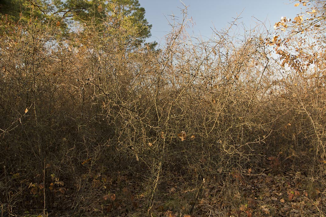 Image of Prunus stepposa specimen.