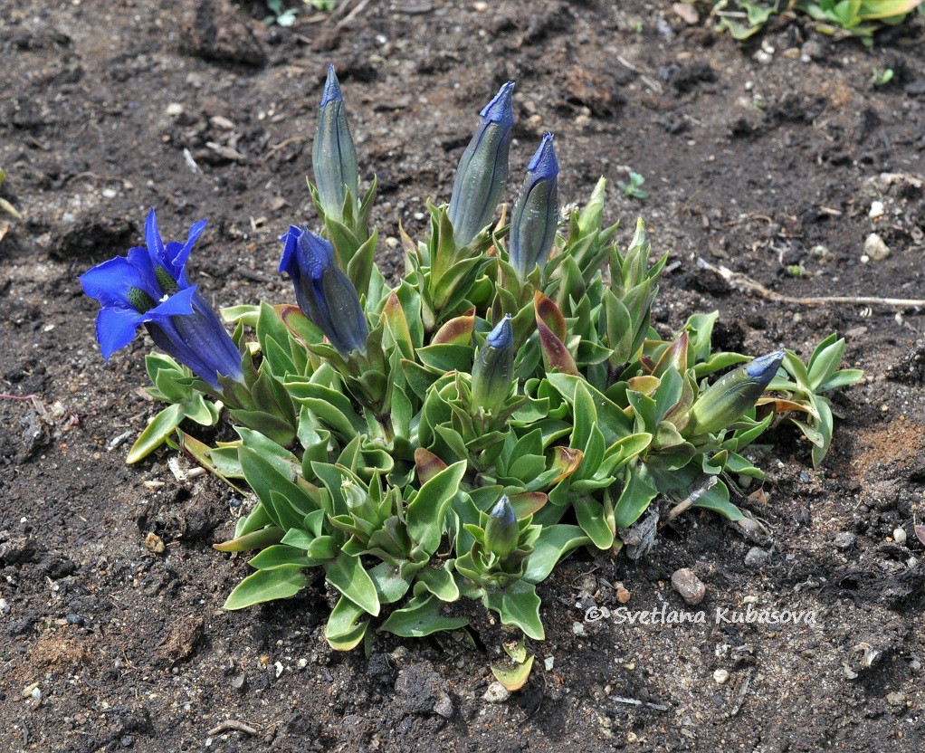 Изображение особи Gentiana dinarica.