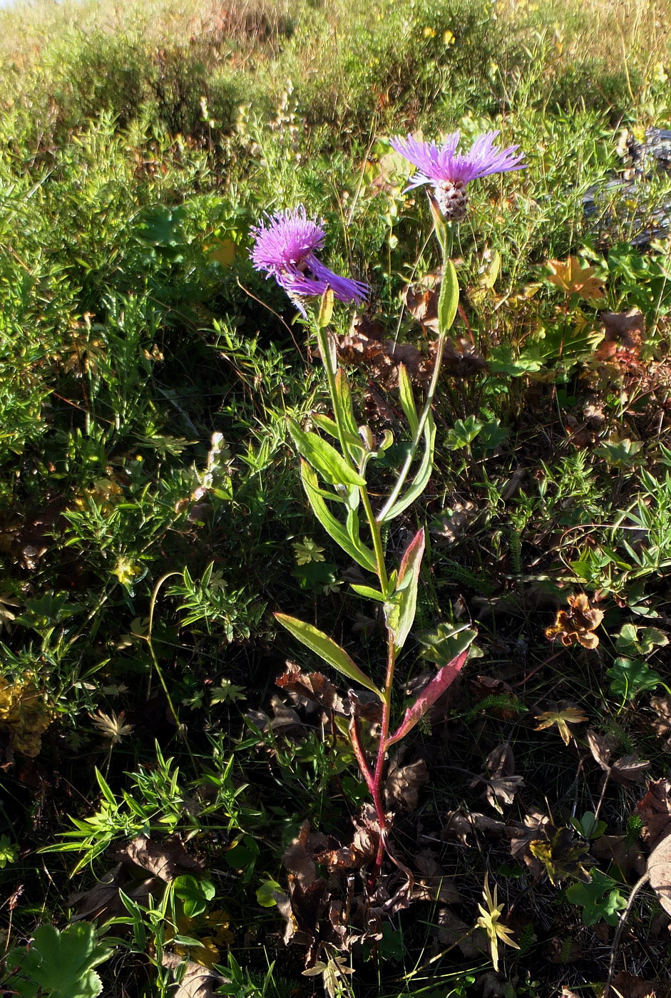 Image of Centaurea jacea specimen.