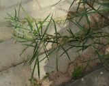 genus Salix