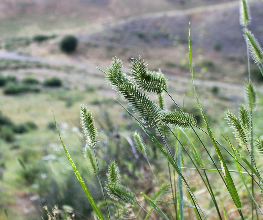 Изображение особи Agropyron cristatum.